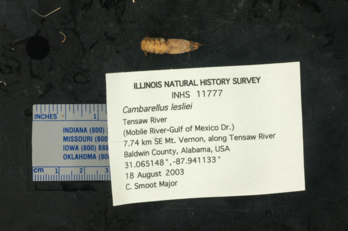Cambarellus lesliei image